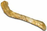 Fossil Theropod Dinosaur (Abelisaurid) Femur - Morocco #354020-3